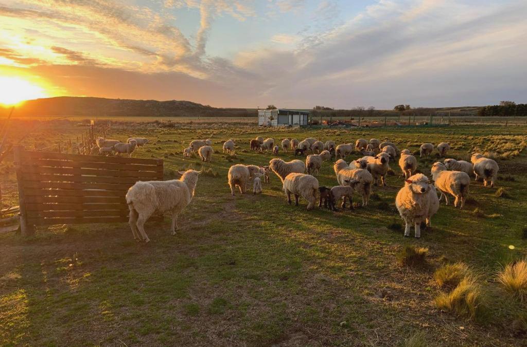 Complejo Cabanas Cerro Redondo