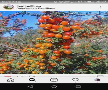 Cabana Los Piquillines