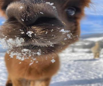 Alpenchalét Alpakablick