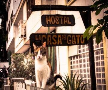 Hostal Casa Del Gato