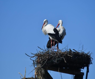 Ferienwohnung Storchennest