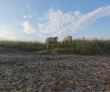 Erholung auf der Deichschäferei mit Deichblick