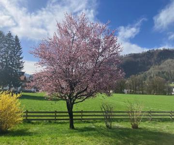 Open Garden Mountain Lodge