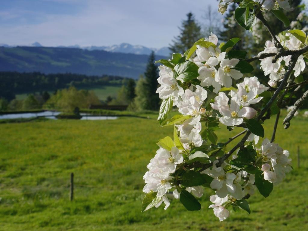 Hotel Alpenrose gut schlafen & frühstücken