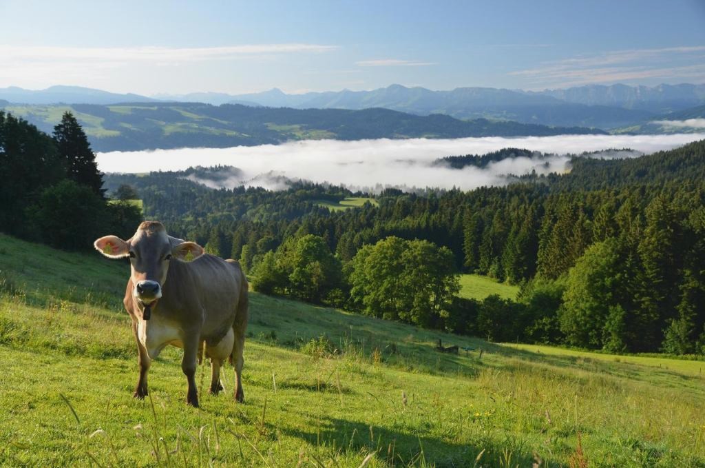 Hotel Alpenrose gut schlafen & frühstücken
