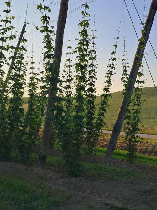 Holledauer Hopfakammerl