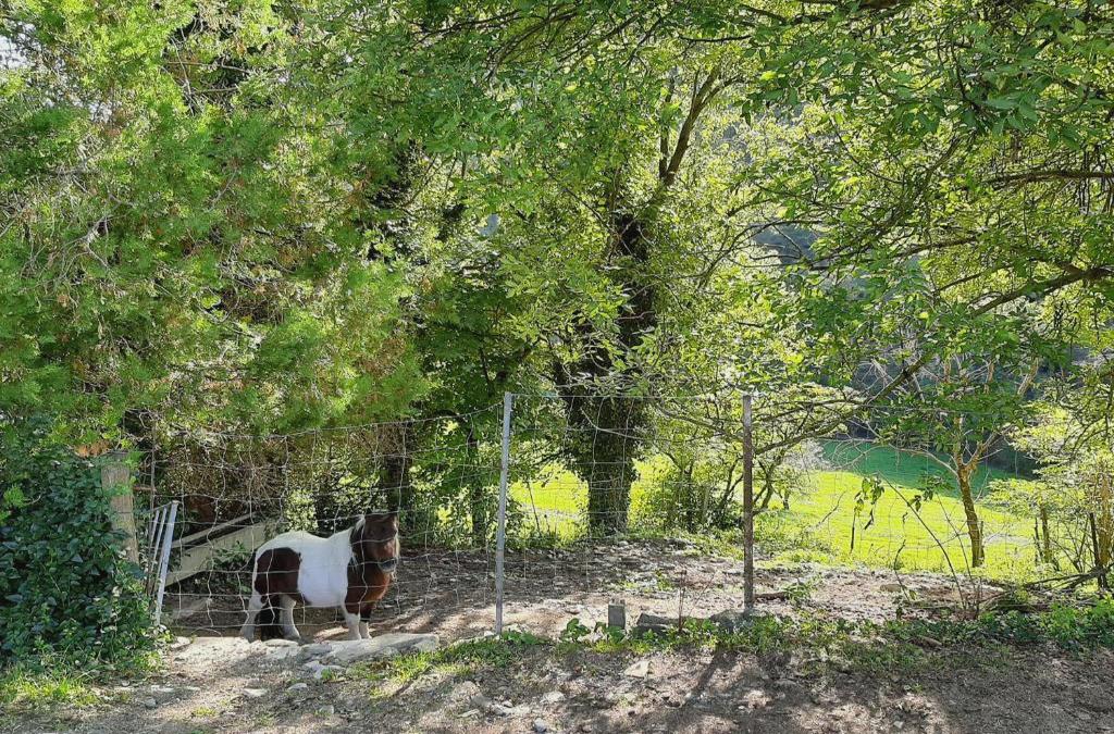 Casa Rural Más Pujol