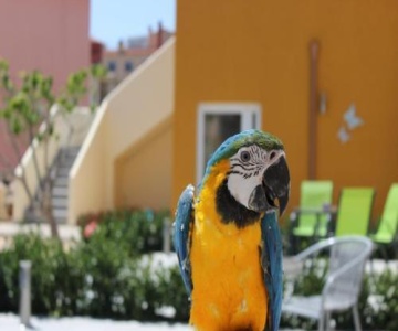 La Vida Sin Limites EMP