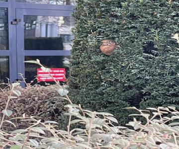 Square Walliser Près Zenith