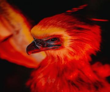 Sorcier Magique & Expérience Immersive