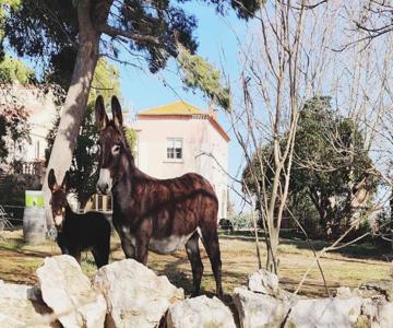 Au Cœur De La Nature