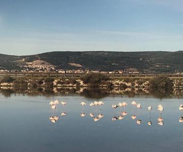 Flamants Roses 1 Pers 6