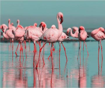 Les Flamants Roses