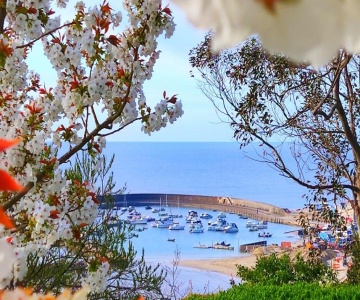 Seabreeze