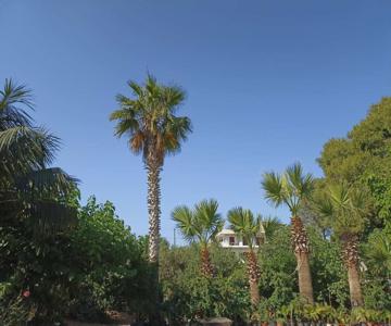 Palm-tree