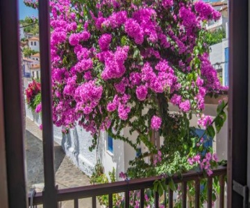 The Bougainvillea