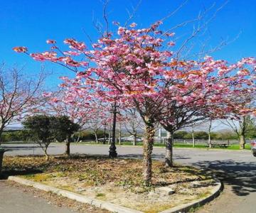 Tara View Apartments