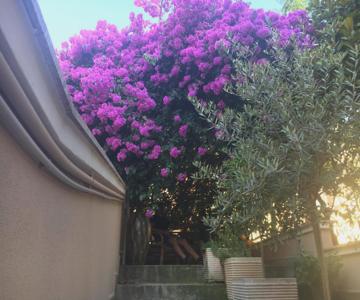 B&b La Bougainvillea