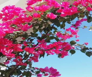 Appartamento Bouganville