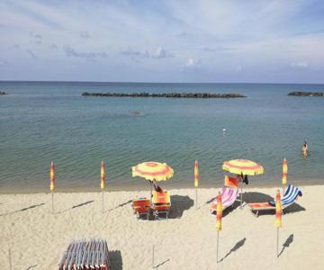 Pitosforo - Ulivo - Cocco