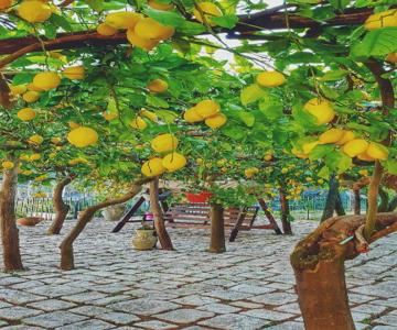 Il Limoneto Degli Angeli
