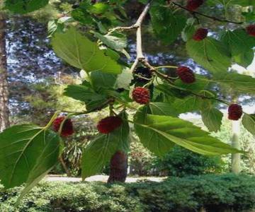 B&b Il Vecchio Gelso
