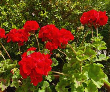 Appartamento il Geranio