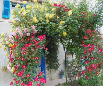 Vento di Rose  bed and breakfast