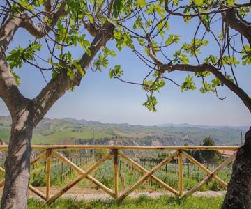 La Terrazza Sul Vigneto