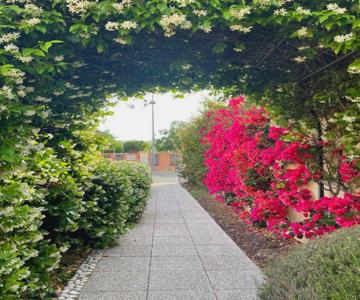 Bougainville