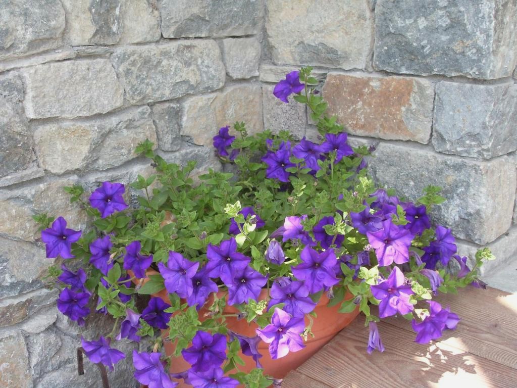 Residence Les Myosotis