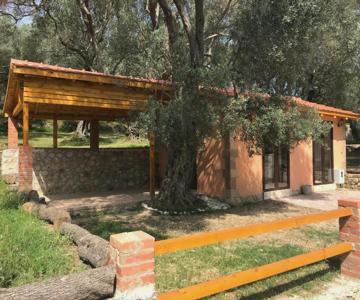 Olive Paradise