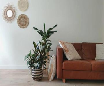 Cosy Tiny House 5 Min Walk Keukenhof Included Entrance Keukenhof