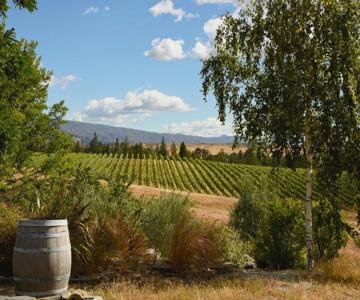 Grey Ridge Vineyard