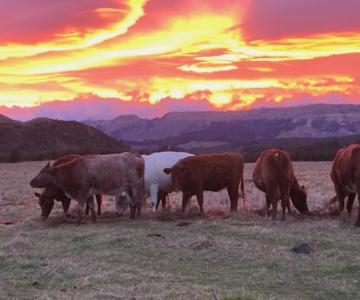 Mohaka River Farm