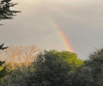 Yurt Na Magia Do Bosque