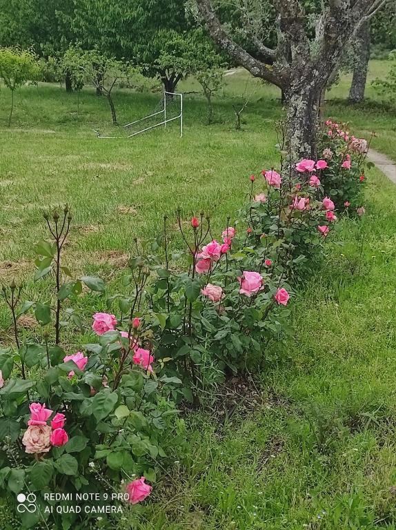 Quinta Damigo