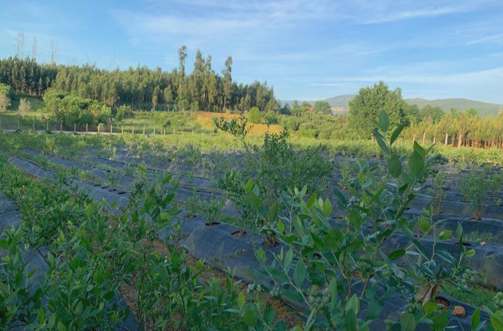 Quinta Vale Salgueiro