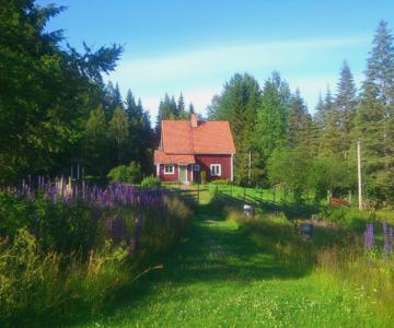 Skogslyckans B&B