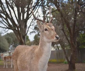 Deer Park Motor Inn & Restaurant Armidale