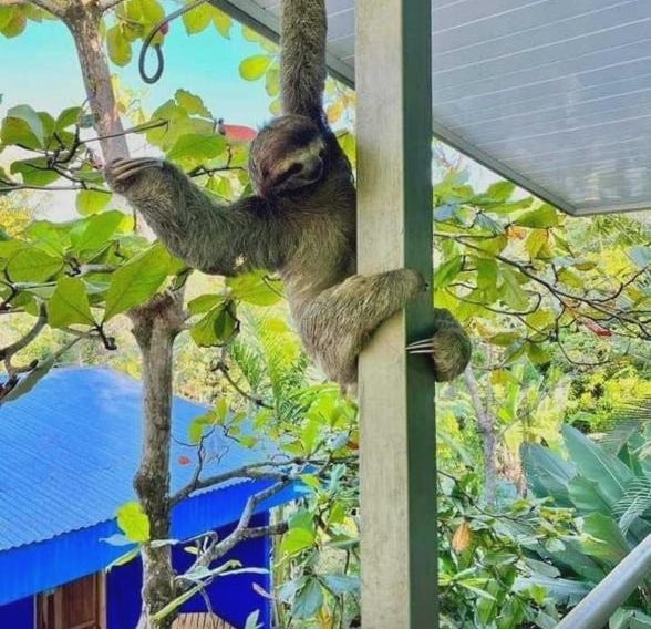 Peace of Paradise Breakfast Included Free Manuel Antonio Park Tour