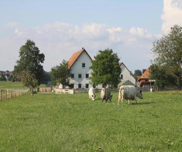 Traubshof