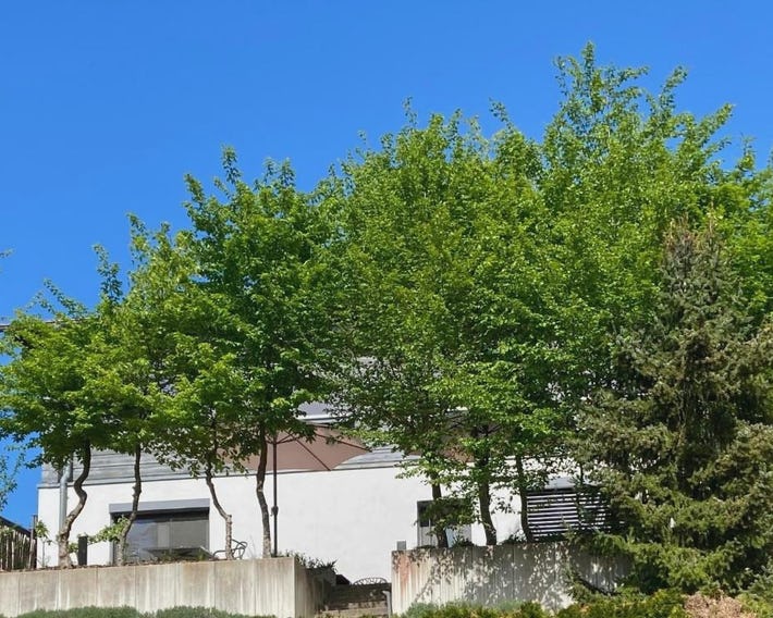 SweetSuites 40A Lavendelhaus