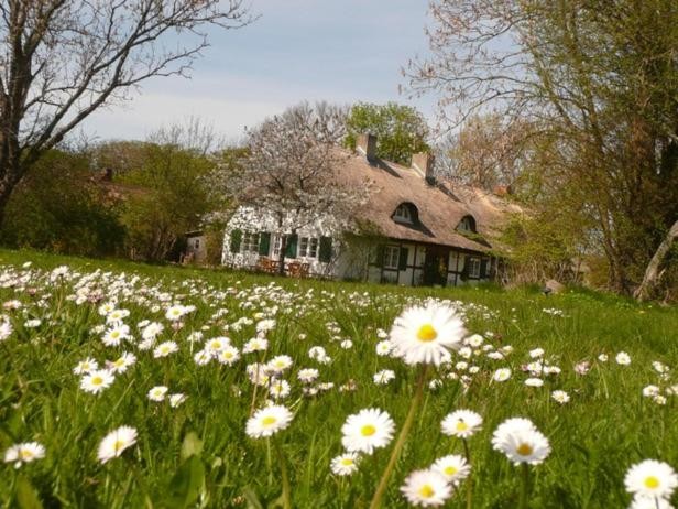 Reethaus Rosengarten Rügen gegenüber Hiddensee - Whg Strauchrose im DG