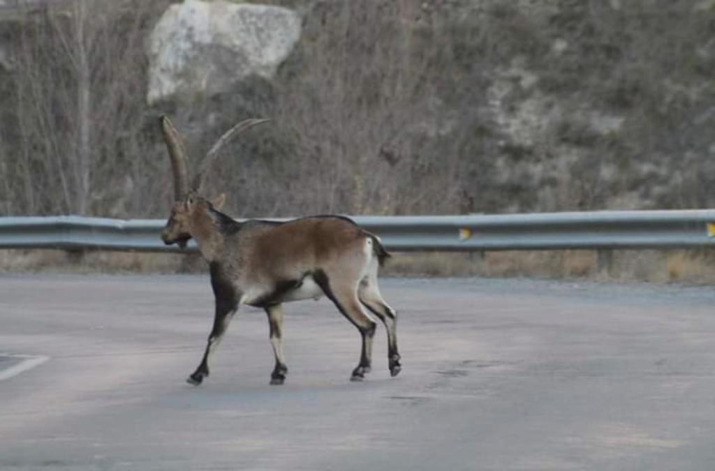 LA MANDUCA