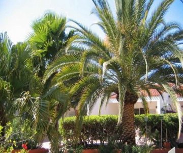 Bungalow-Hotel Parque del Paraiso I