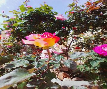 Las/Rosas