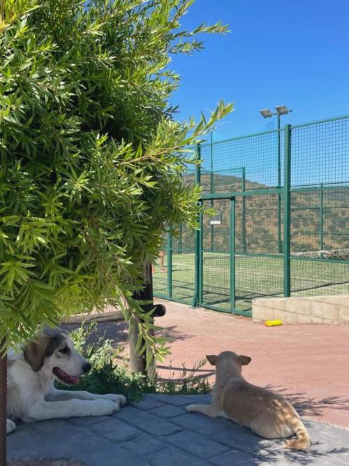 FINCA LAS DEHESILLAS