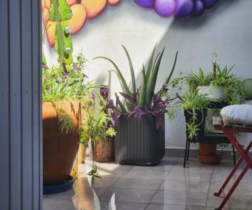 Casa Salvia Bed & Breakfast - Icod - Tenerife