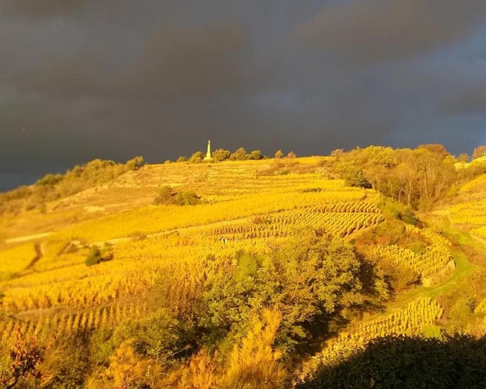 Wine Passion Panoramic
